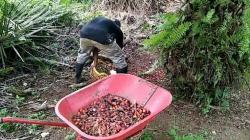 Curi Puluhan Karung Brondolan Sawit, 3 Karyawan Perusahaan di Rohil Ditangkap